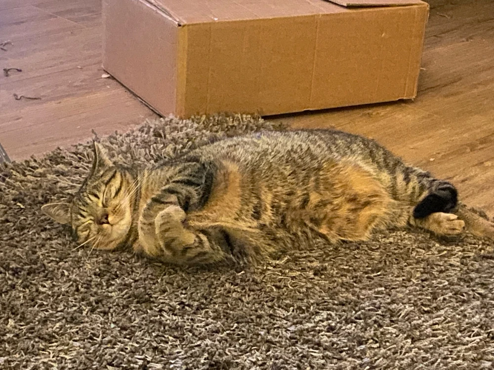 Afbeelding geüpload door Brian