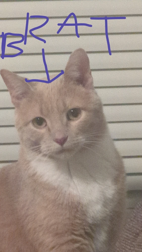 Image uploaded by Bishop