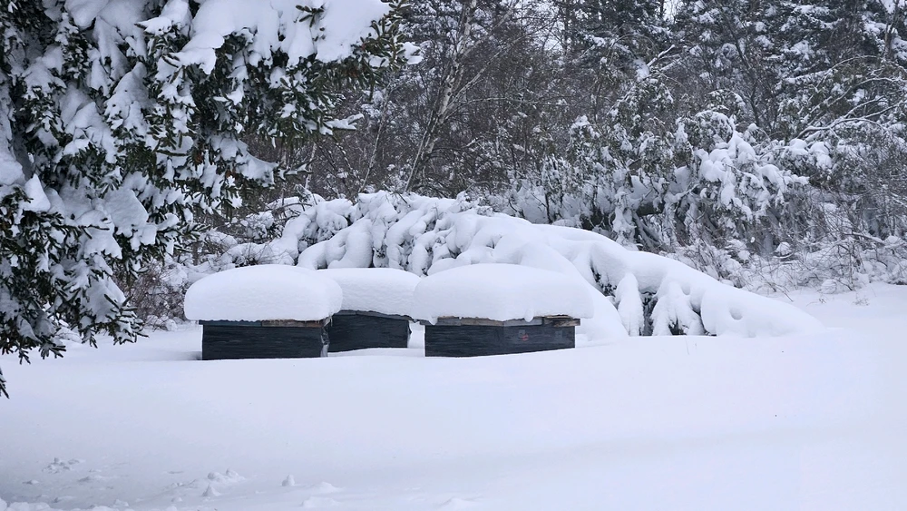3 groups of bee hives semi buried in snow