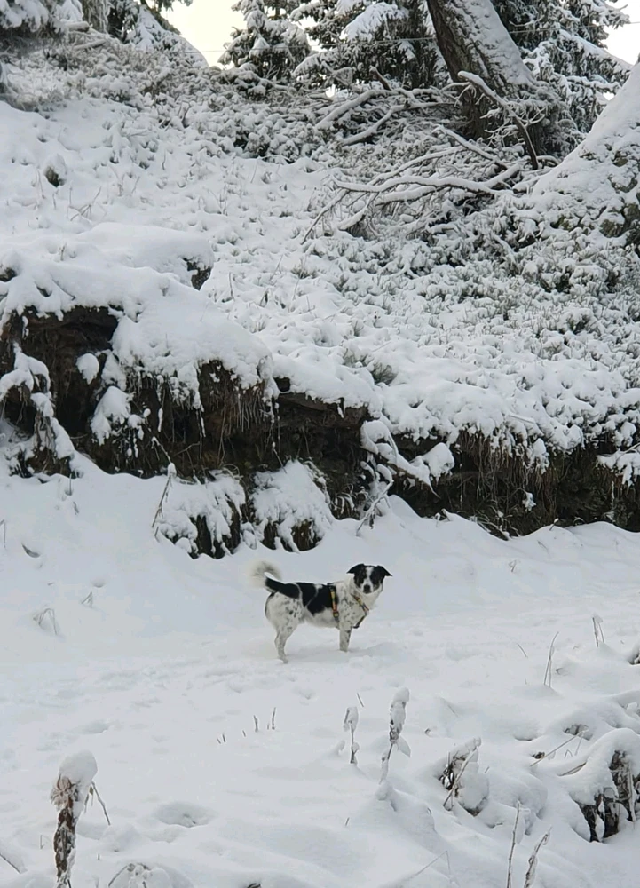 Image uploaded by Aven