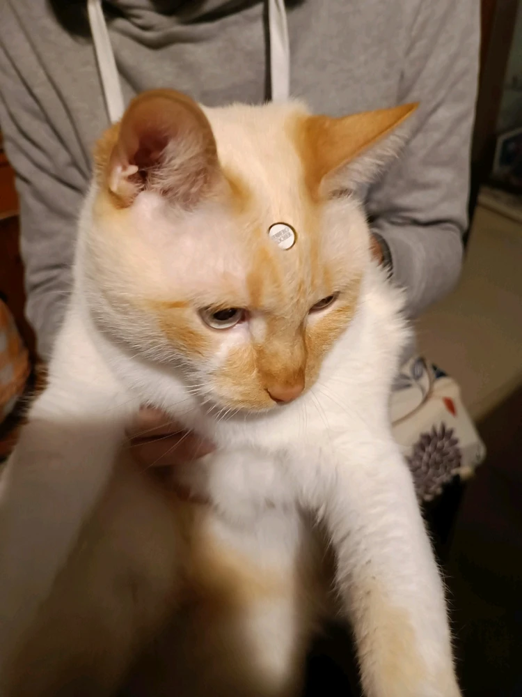 Immagine caricata da Steno