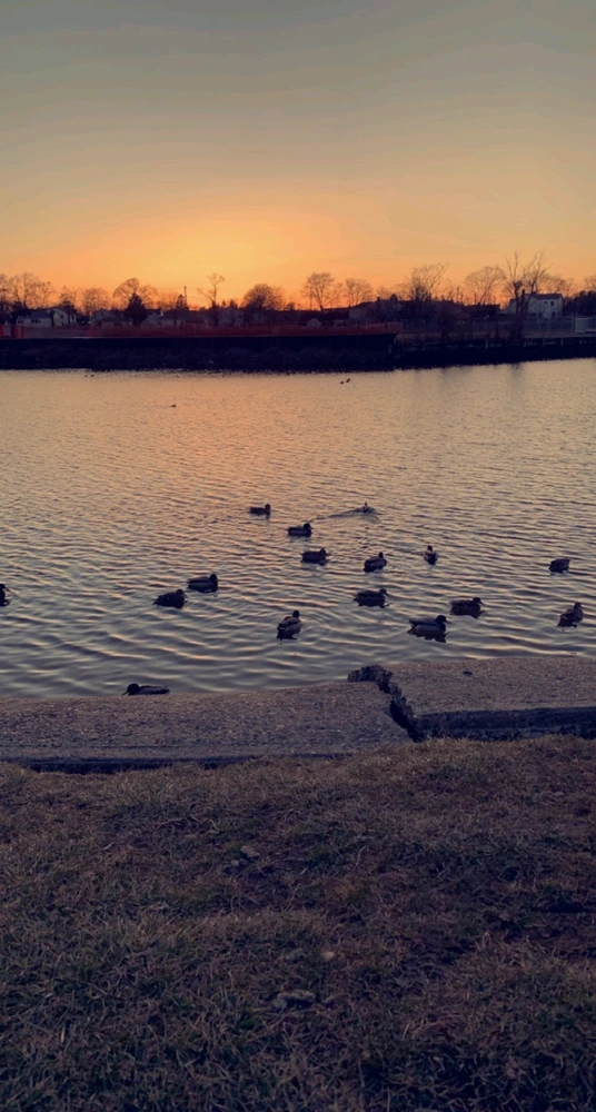 Duab xa los ntawm Sobi 🦢