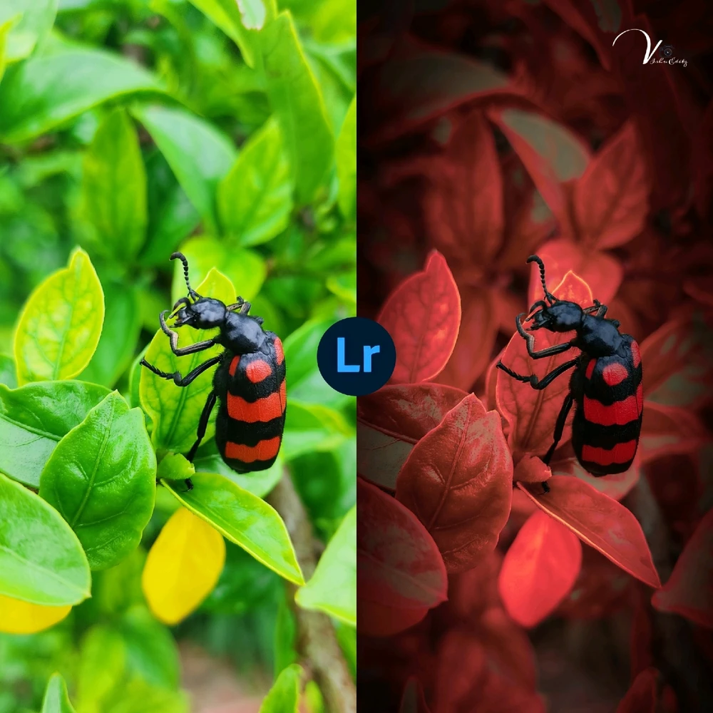 Image uploaded by Vishu Tyagi