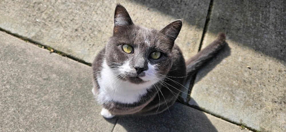 Imagen subida por [Strider]