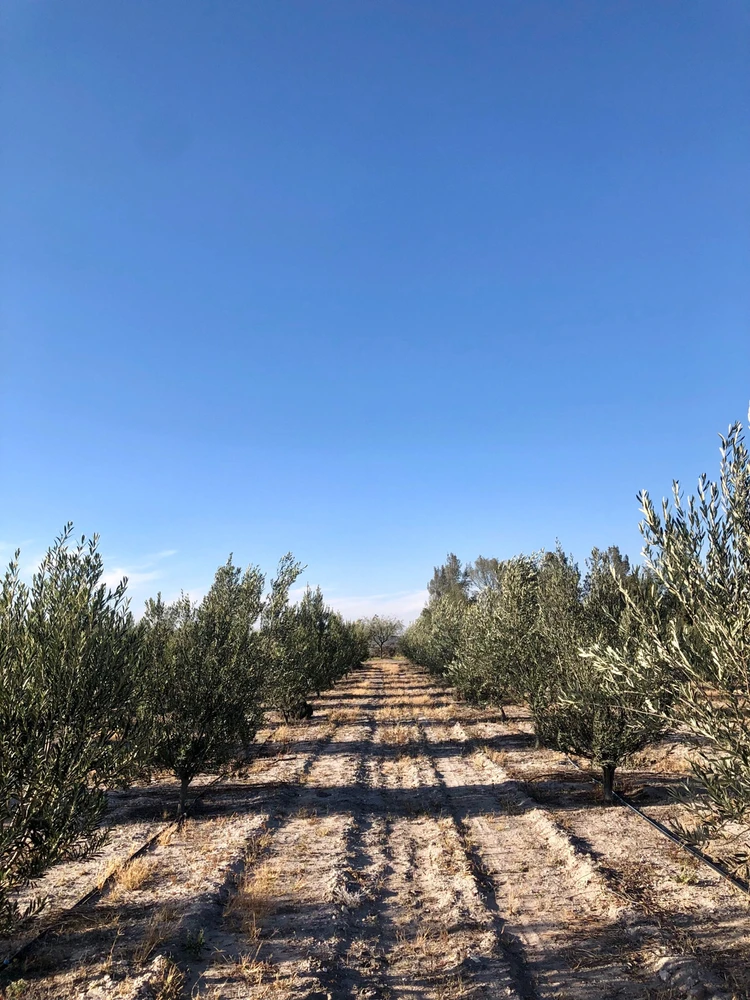 Image uploaded by Rodrigo