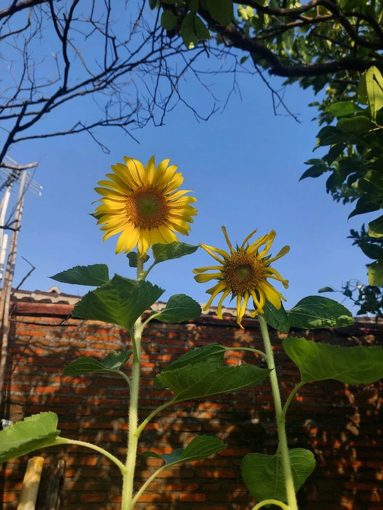 Image uploaded by Isma Aprillia
