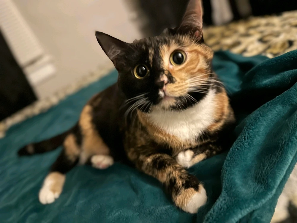 Image uploaded by Mr blue