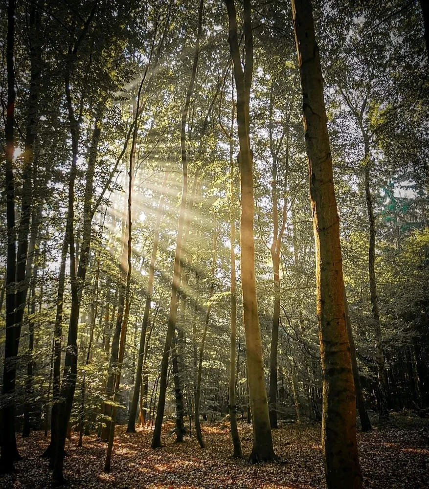 Bild hochgeladen von Tom