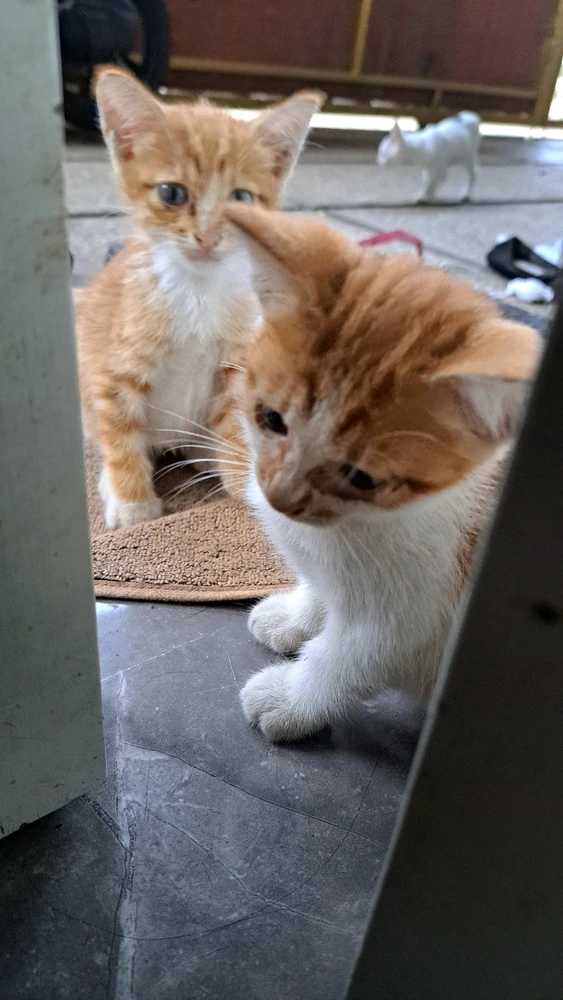 Bild hochgeladen von gun-gun