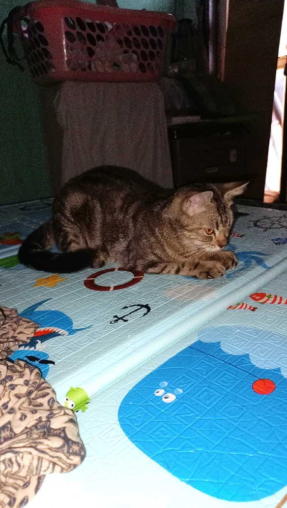 Gambar diunggah oleh Desilvina nurmardhotillah