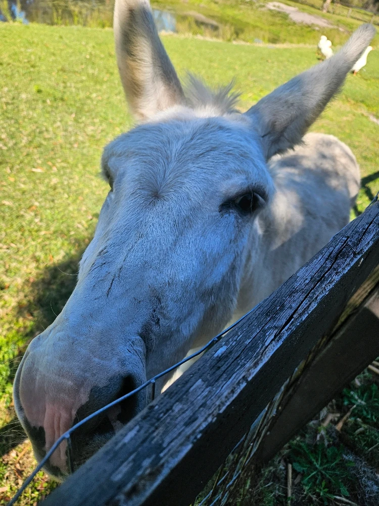 Gambar diunggah dening Jameya