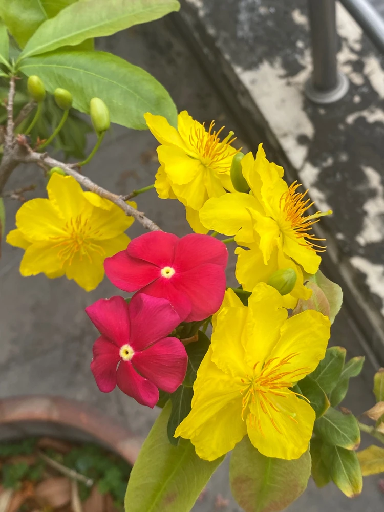 Ảnh do Mý tải lên