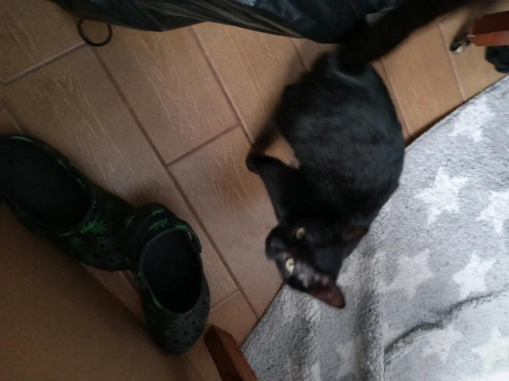 Image uploaded by Foxielexi(zombie)