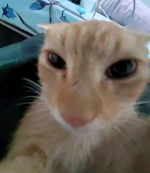 Imagen subida por Mario José