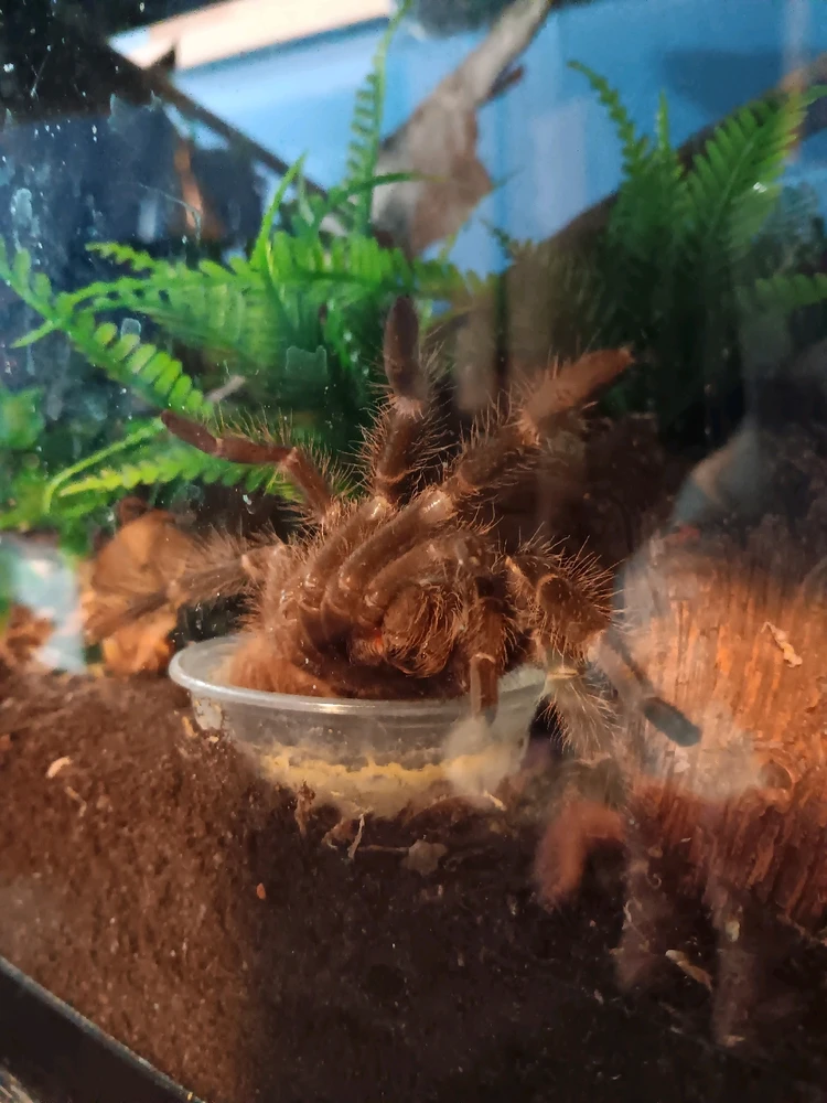 Image uploaded by Kitten