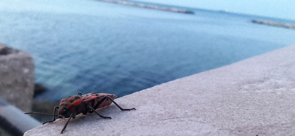 Foto scattata durante una passeggiata sul lungomare di Bari. Questo insetto "vuole fare la modella!"