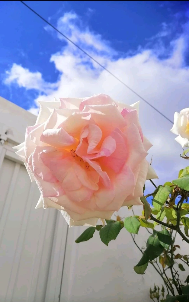 Image ajoutée par smile