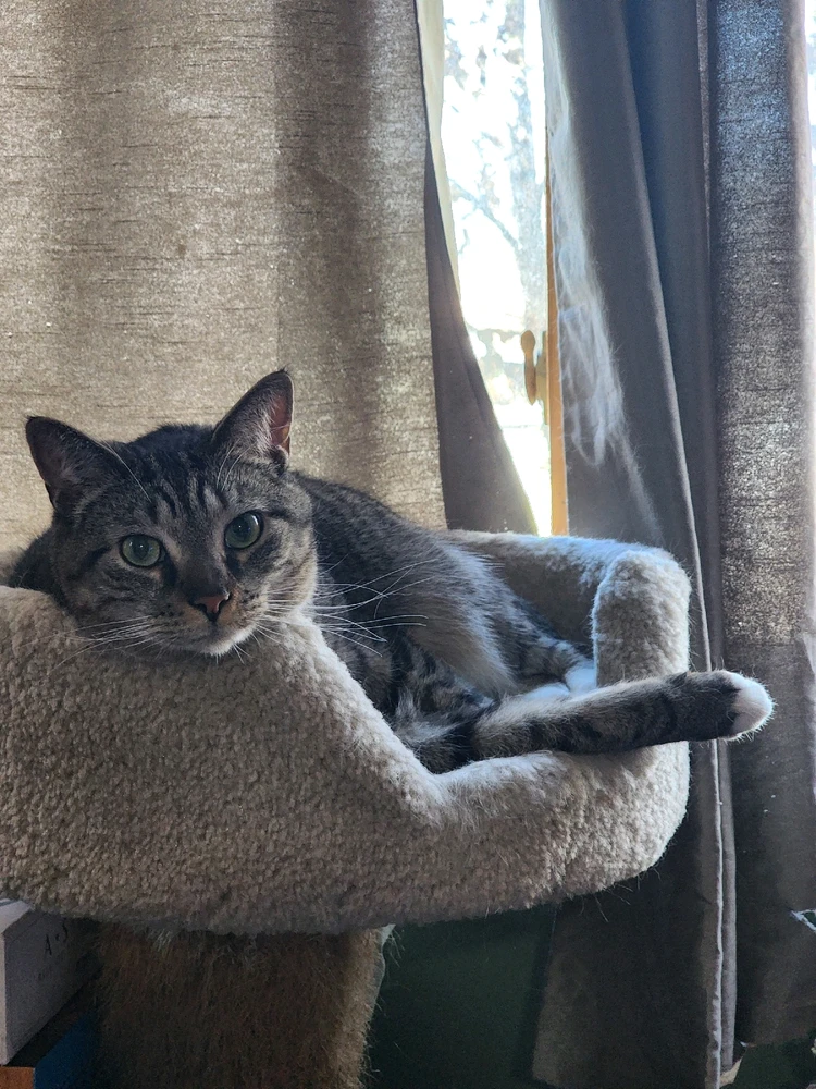 Gray, black, and white cat laying in a cat tree in front of a closed curtain
