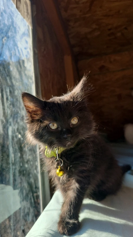 Gambar diunggah dening Angel🌲