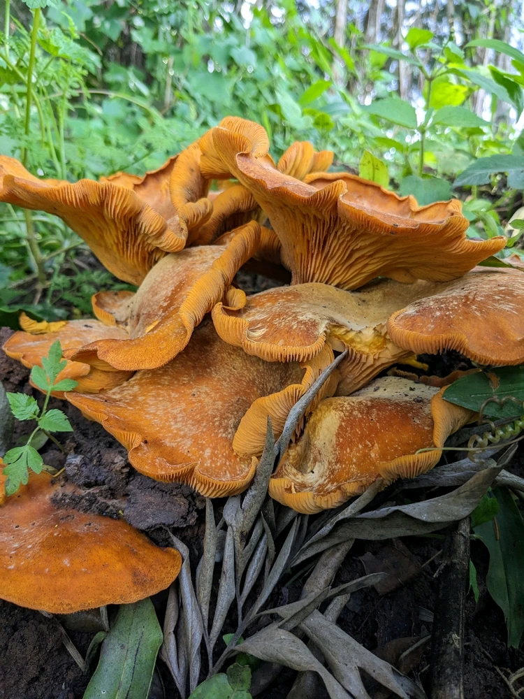 由isaac busolo上传的图片