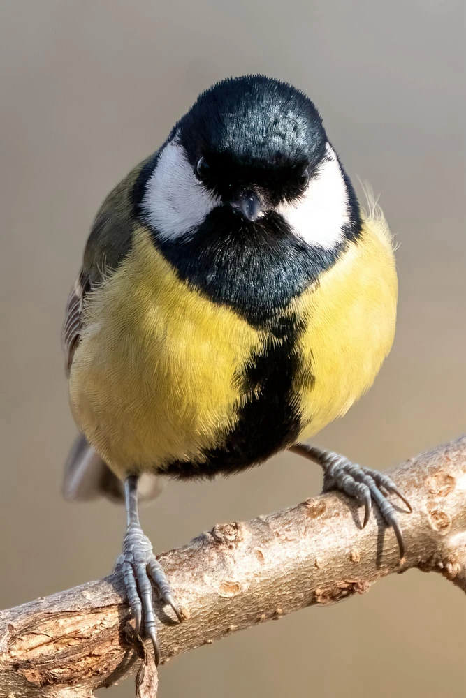 Tamás által feltöltött kép