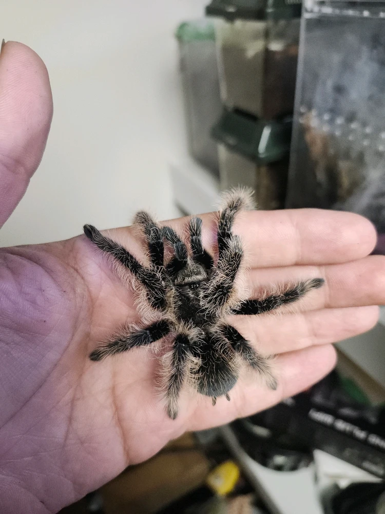 Image uploaded by Gabriel