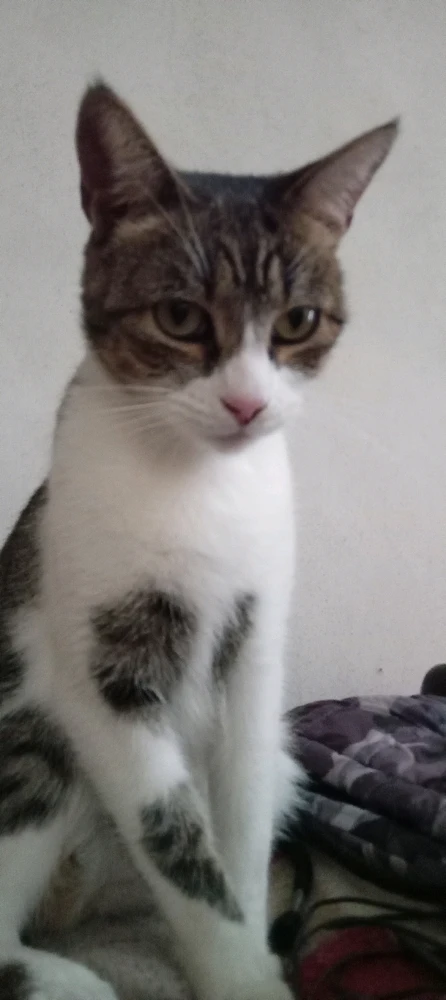 Imagen subida por Emanuel