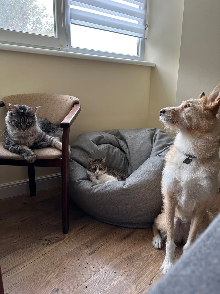 Зображення завантажив Анастасія