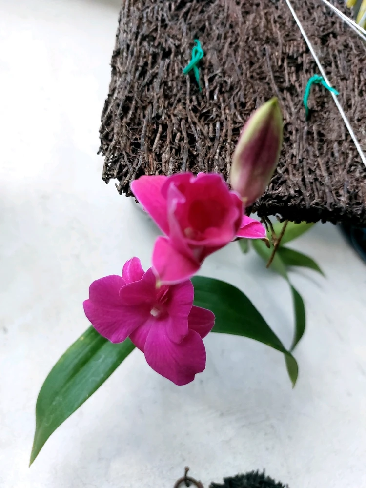 Bunga pertama Salah satu koleksi dendrobium..