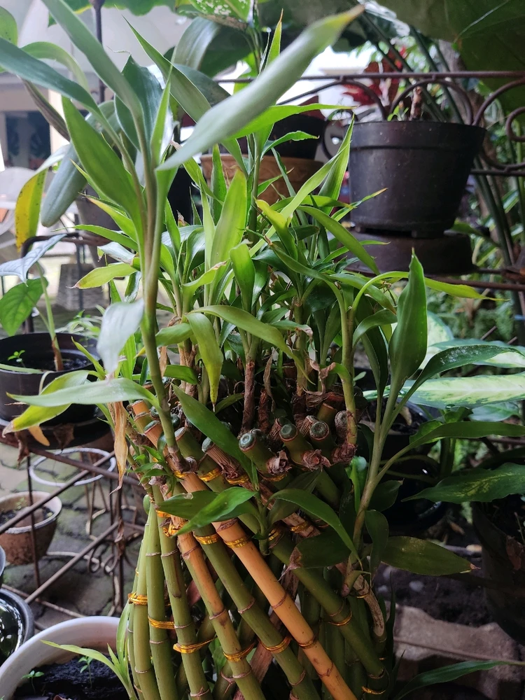 Gambar diunggah oleh Vivi