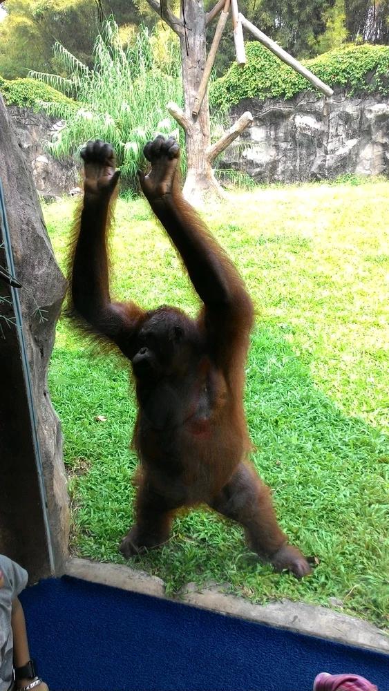 Gambar diunggah oleh Yoelly