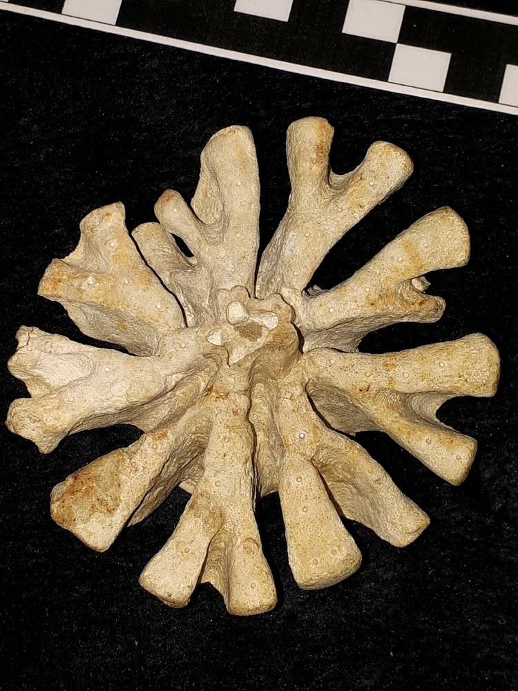 Bild hochgeladen von Herbert = ᚺᛖᚱᛒᛖᚱᛏ