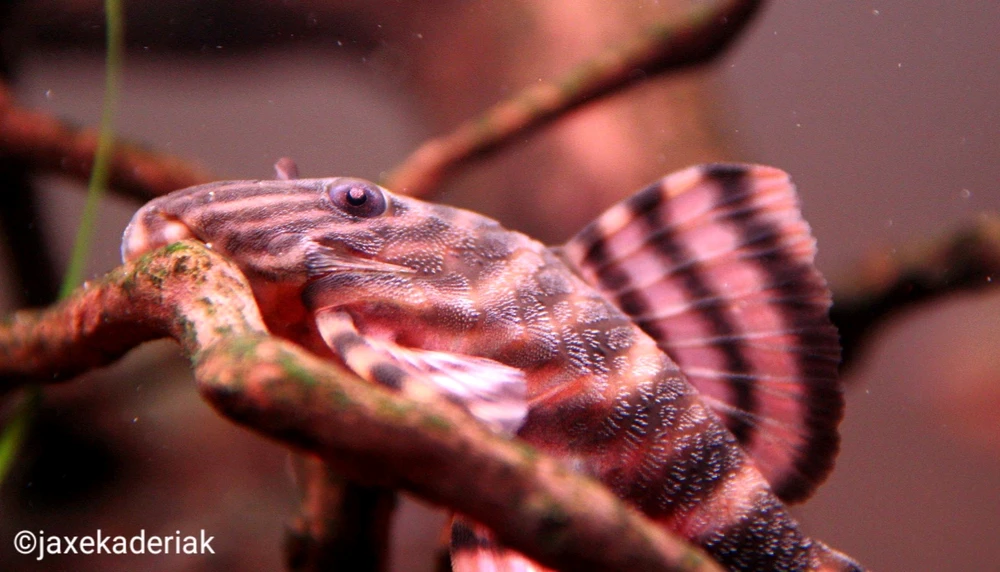 Obrázek nahrál Jaroslav