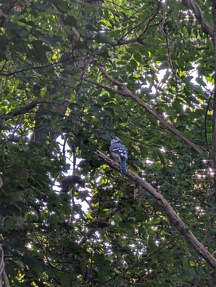 Gambar diunggah dening Trent