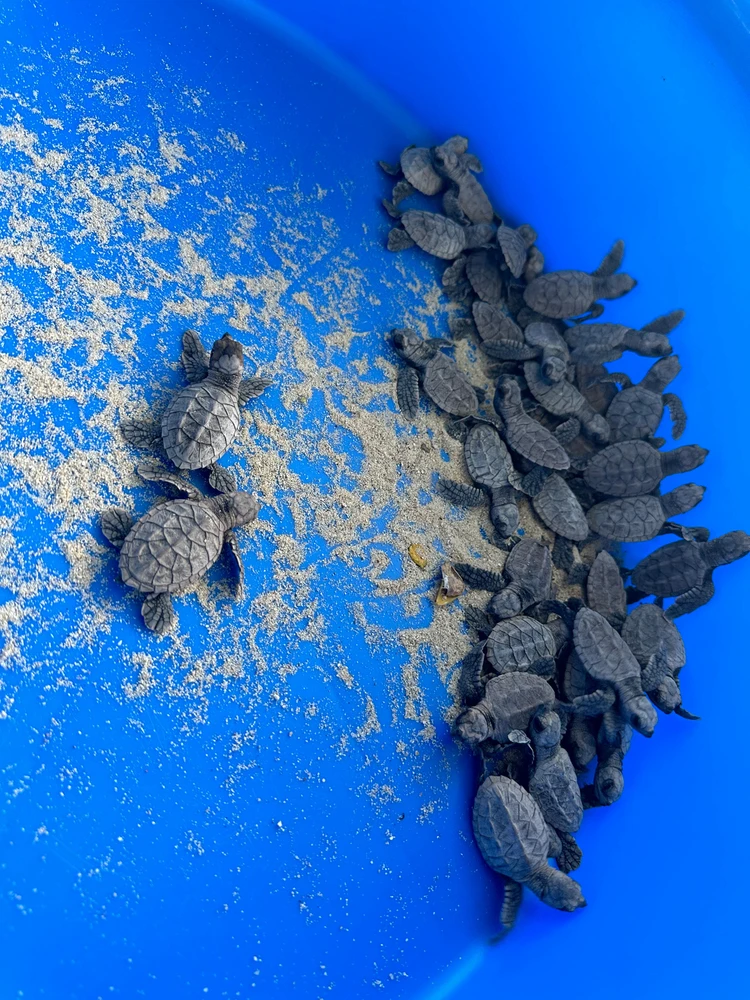Hawksbill Sea Turtles