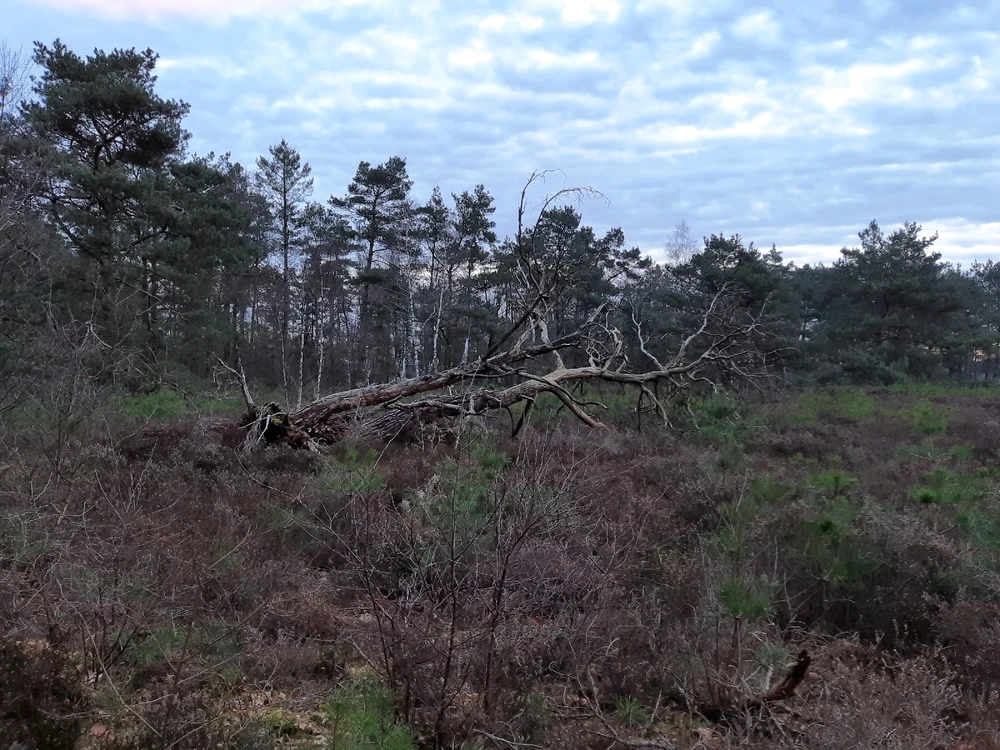 Afbeelding geüpload door Nina