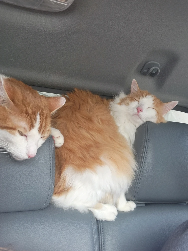 Image uploaded by Lyssa