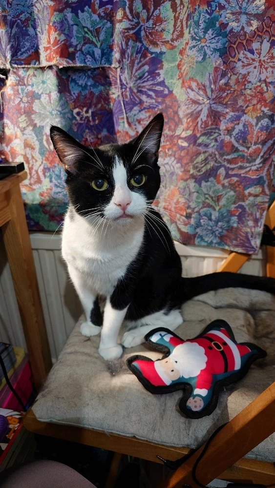 Image uploaded by Kanan