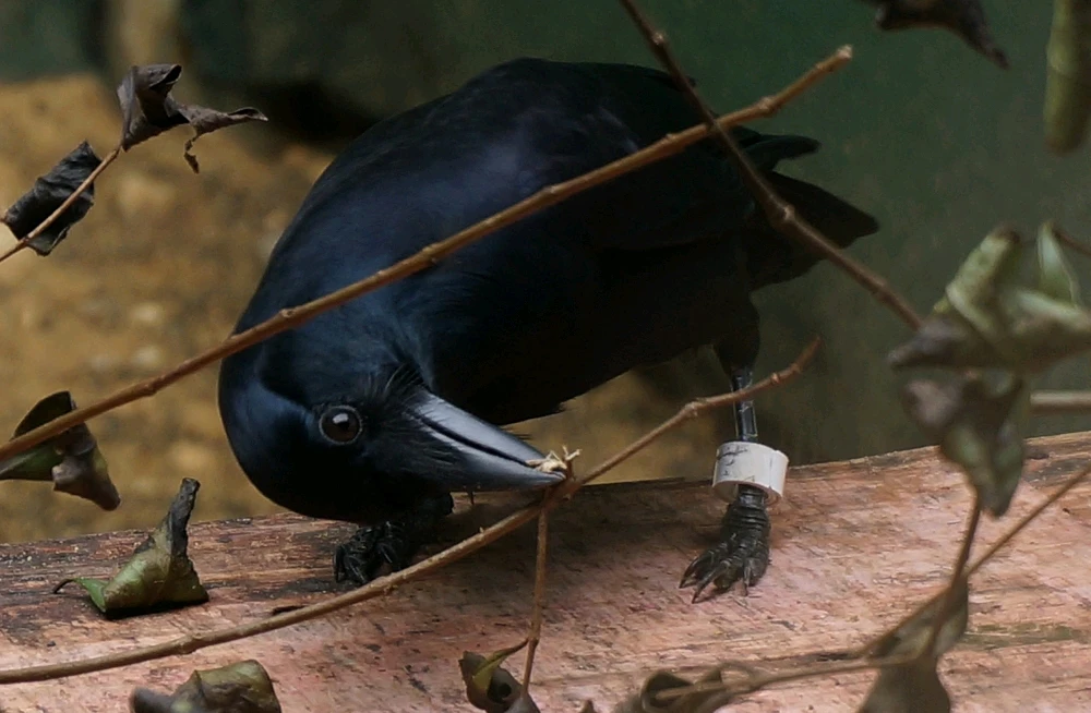 Image uploaded by 𝑲𝒚𝒂𝒉