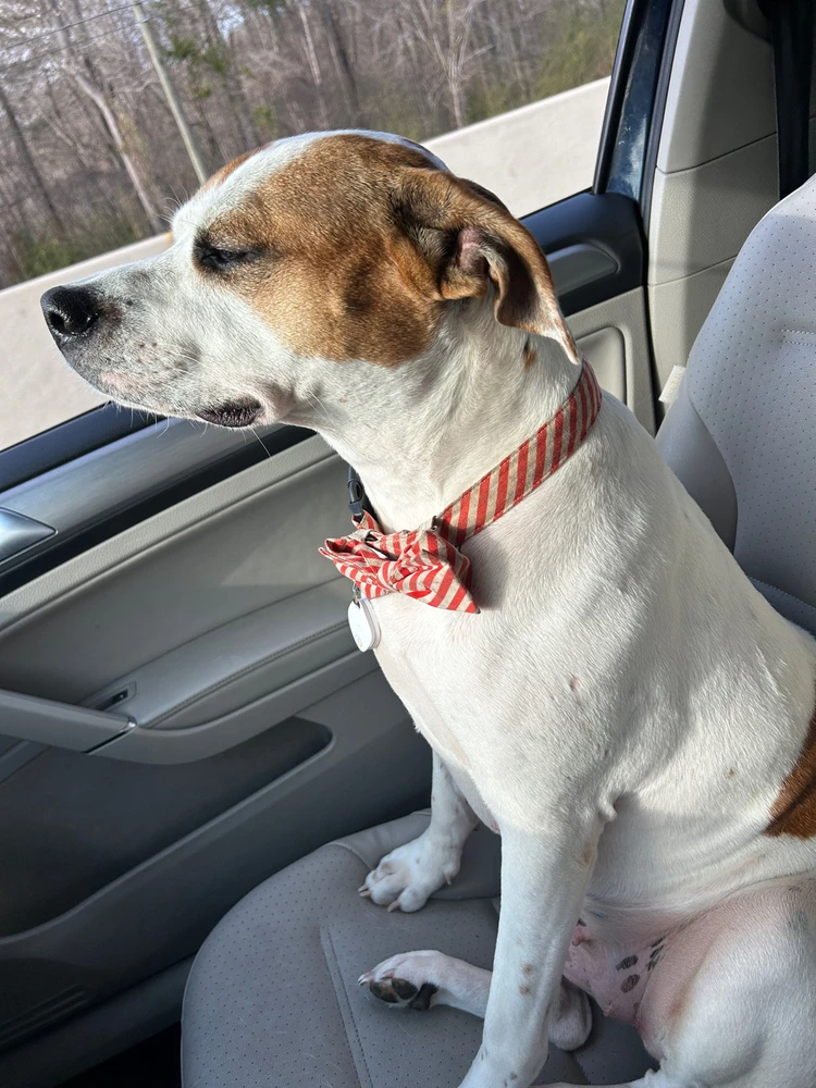 The Sunlight Hurts My Eyes