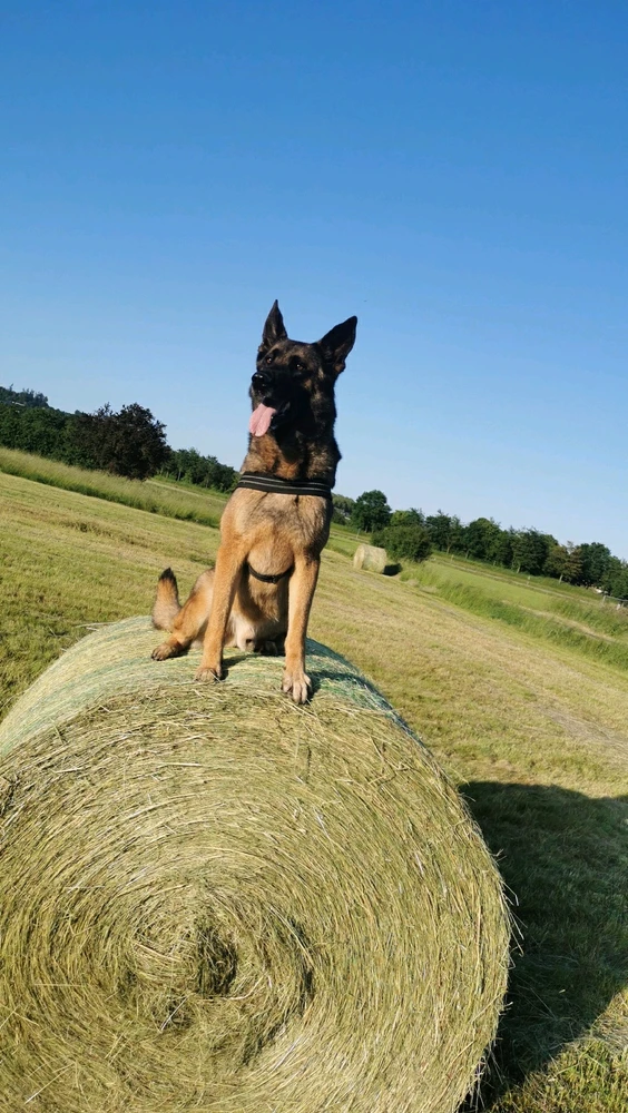 Bild hochgeladen von René Schüler