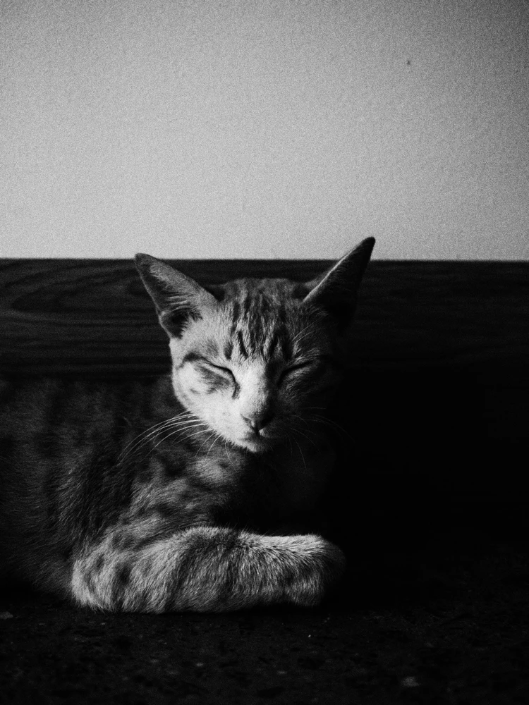 Image uploaded by Phuc C. Nguyen