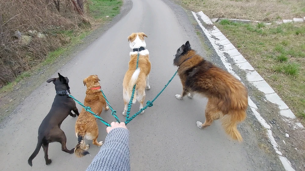 Obrázek nahrál Nora