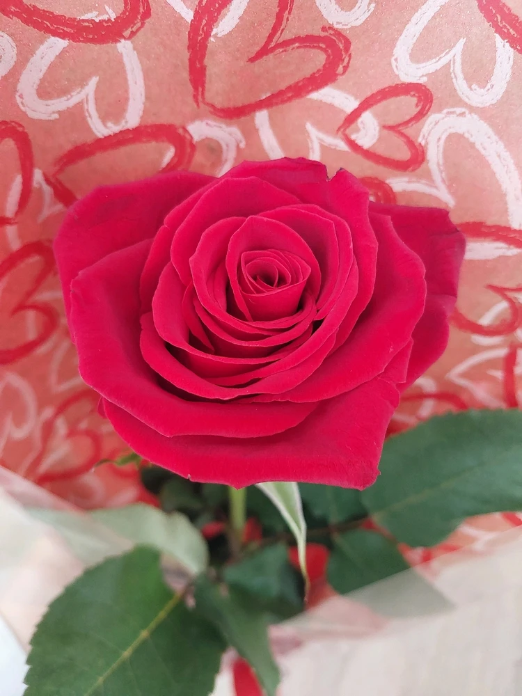 Imagen subida por Mirts