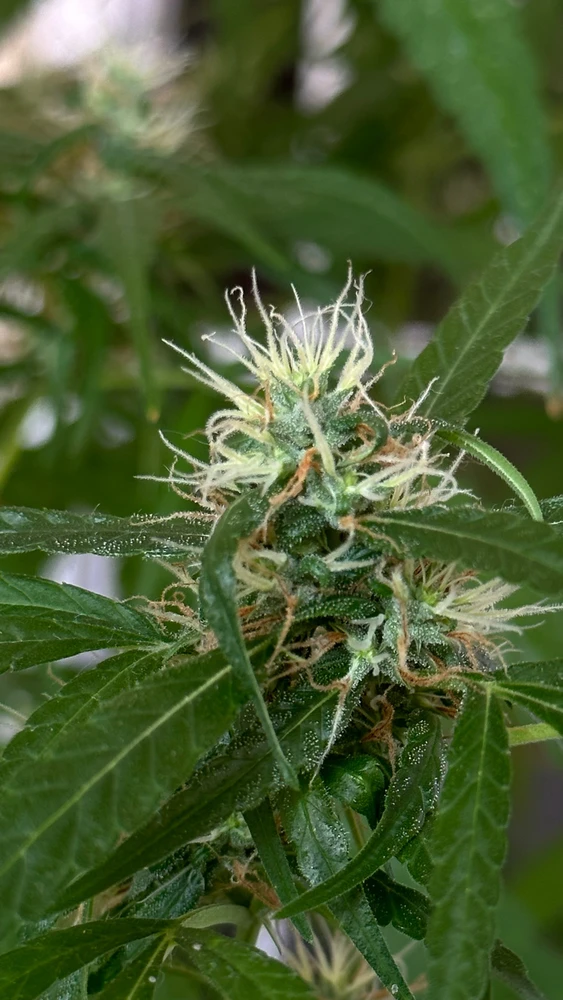 Imagem enviada por A. Pinheiro