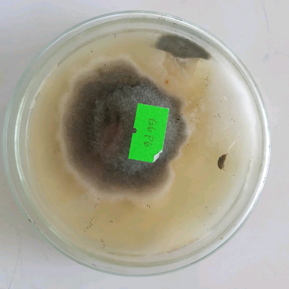 Image uploaded by Frances