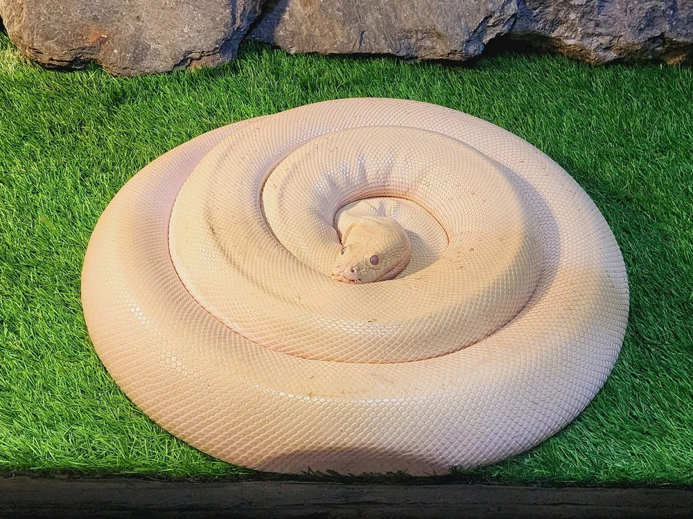 Ảnh do Nhật Lê tải lên