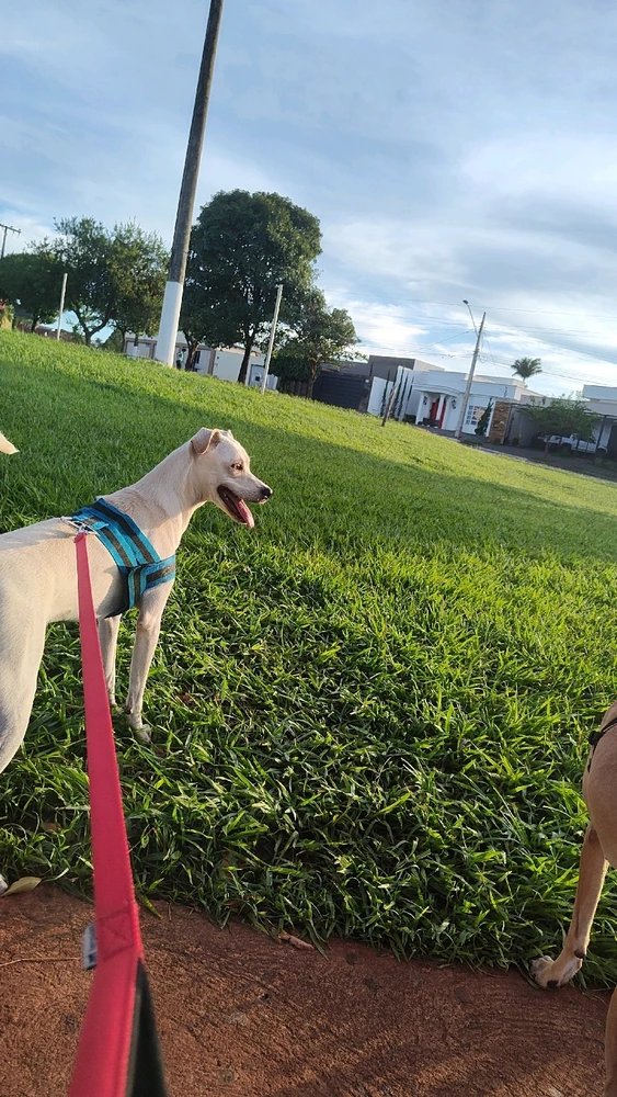 Image uploaded by Wederson