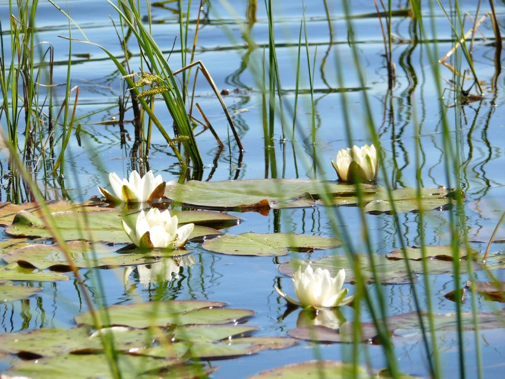 Image ajoutée par Thierry