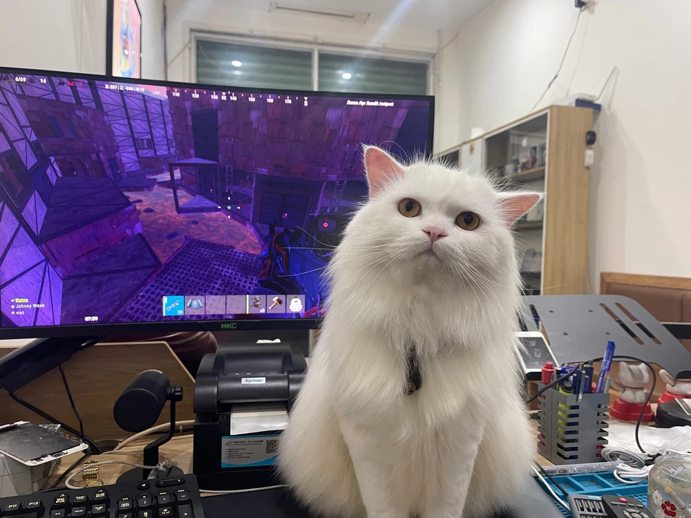 Ảnh do iCats tải lên